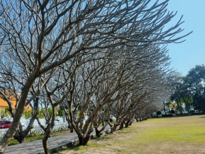 เที่ยวซุ้มลีลาวดีน่าน พิพิธภัณฑสถานแห่งชาติน่าน  ถนนคนเดินน่าน